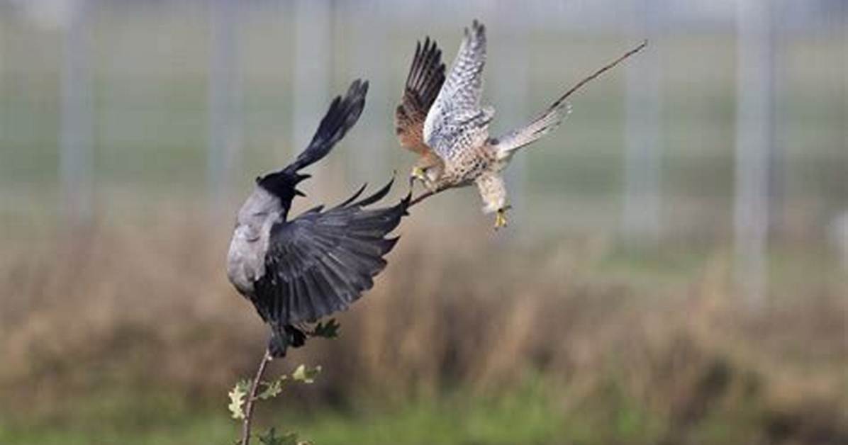 Will Crows Attack Humans If Provoked?
