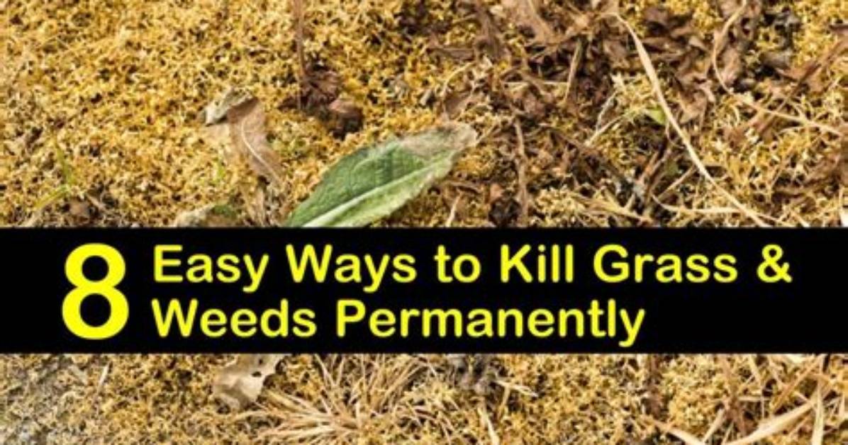 Will Curtail M Kill Grass?
