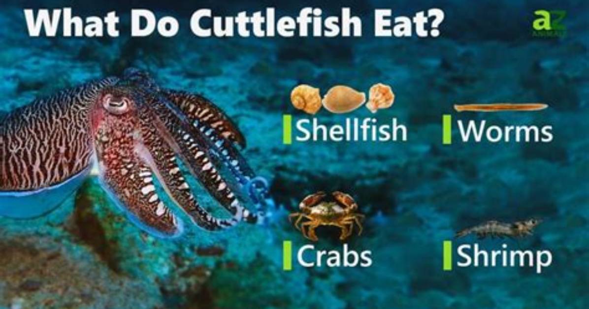 Will Cuttlefish Eat Crabs?