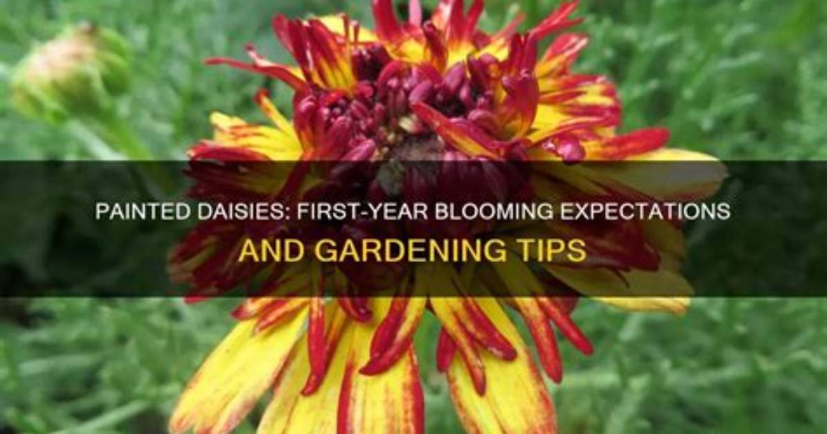 Will Daisies Bloom the First Year?