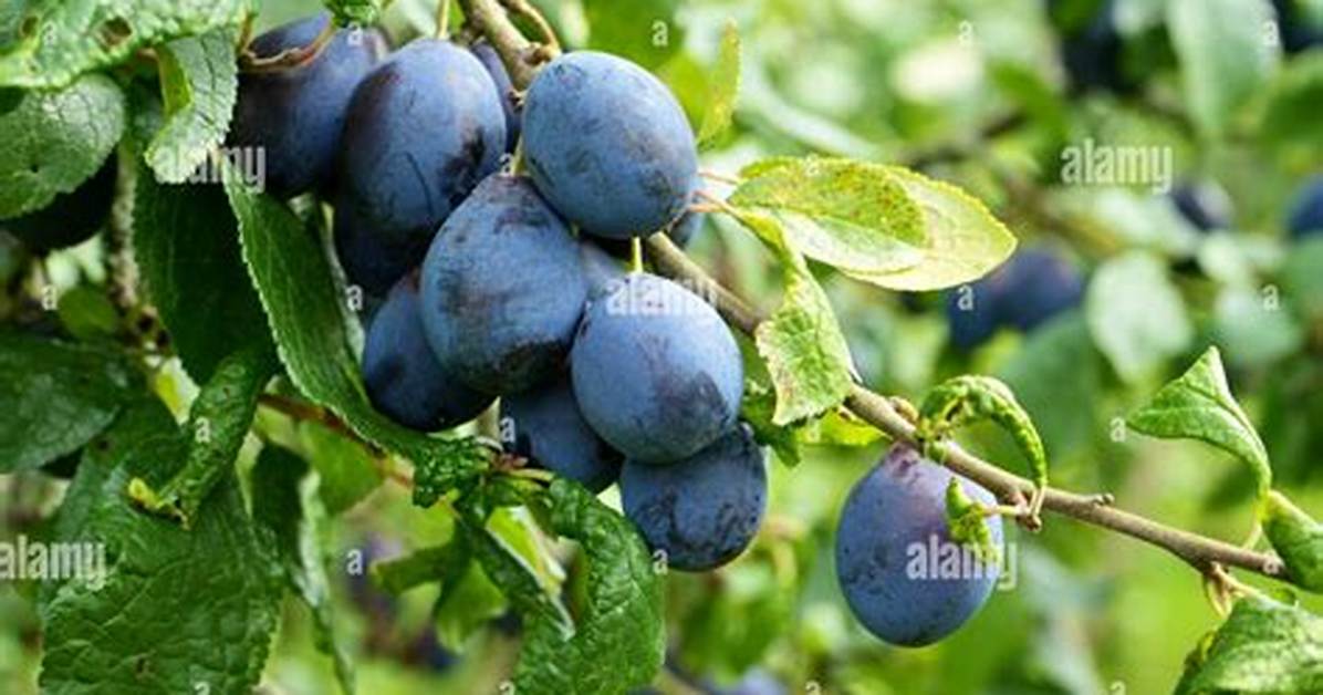 Will Damsons Ripen off the Tree