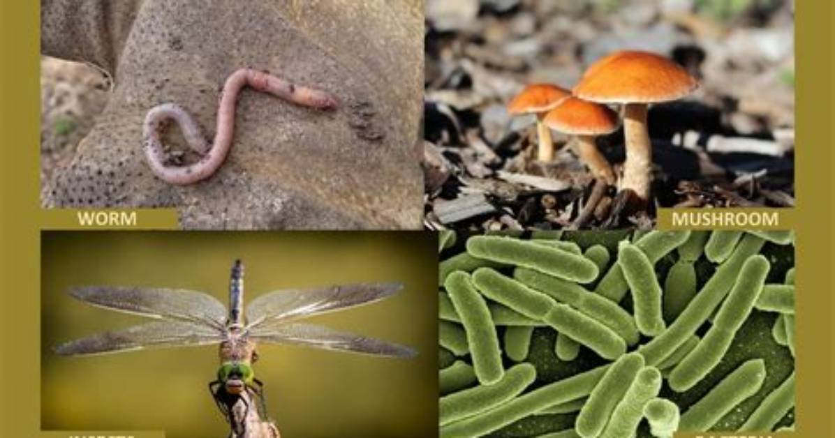 Will Decomposers Help Plants?