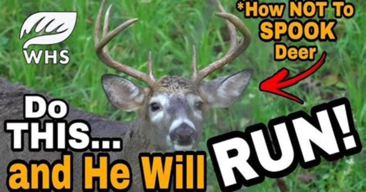 Will Deer Come Back If Spooked?
