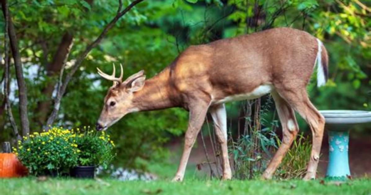 Will Deer Eat Clethra?