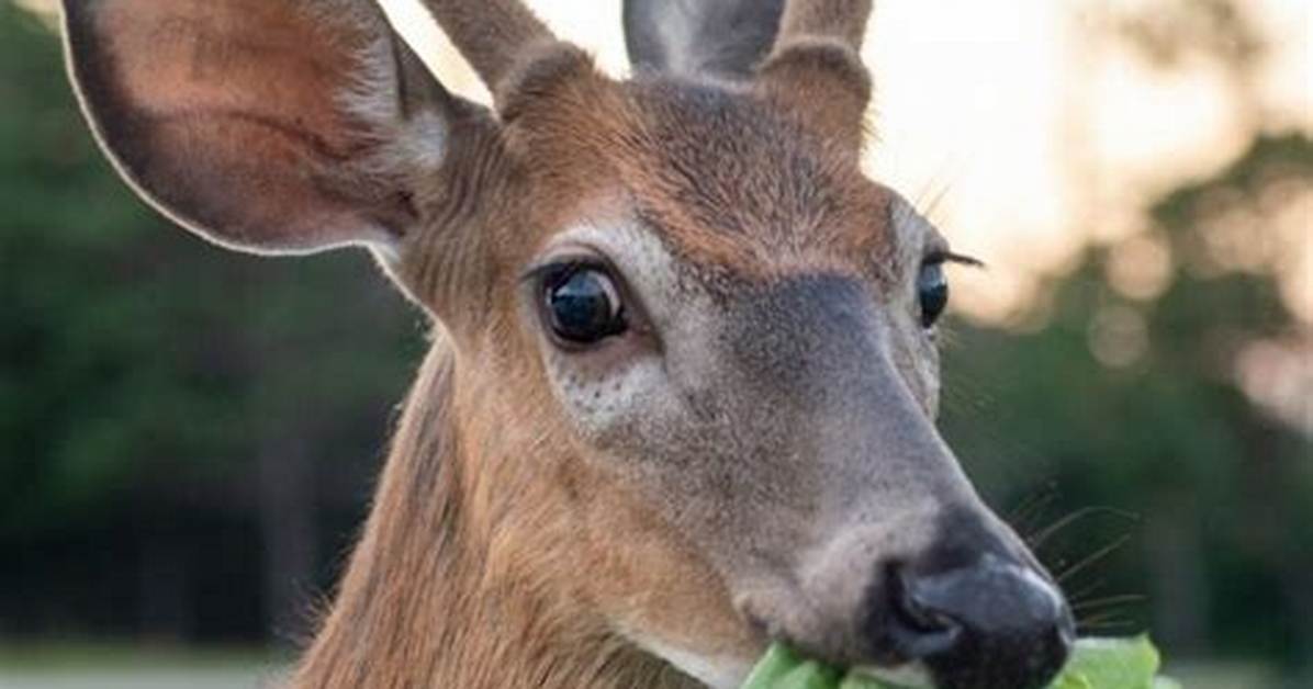 Will Deer Eat Lettuce?