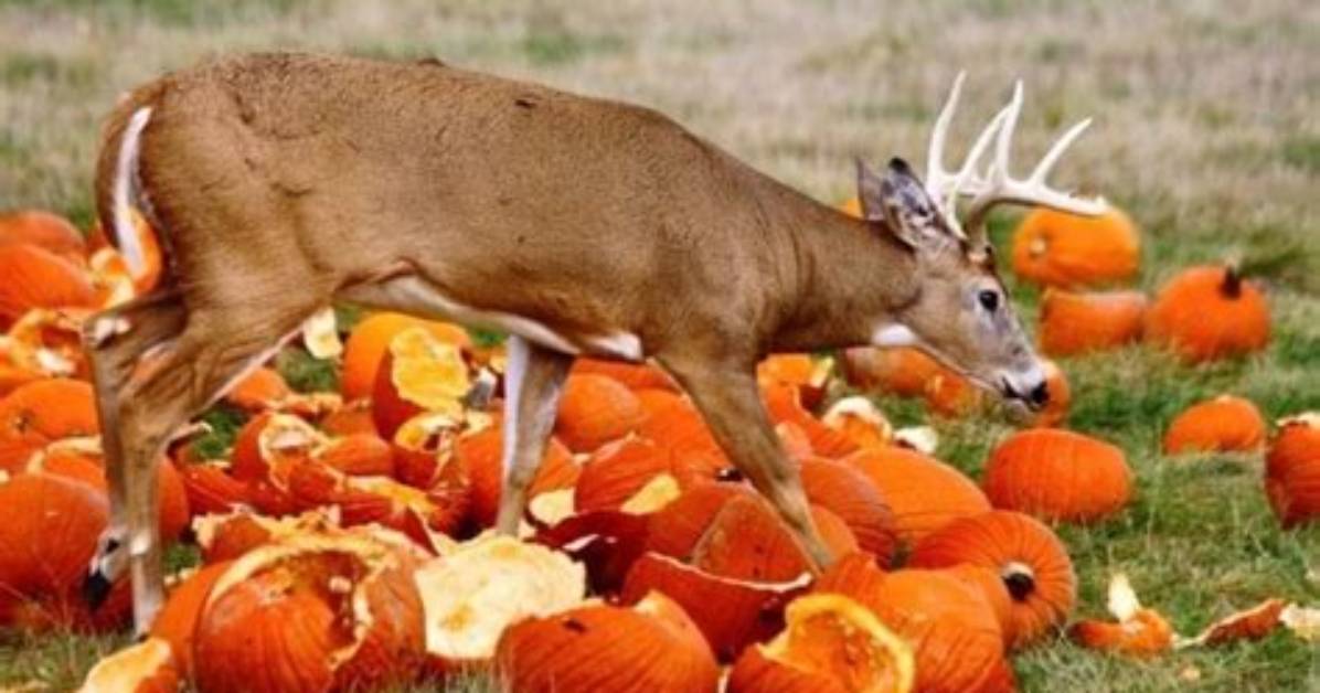Will Deer Eat Pumpkins?