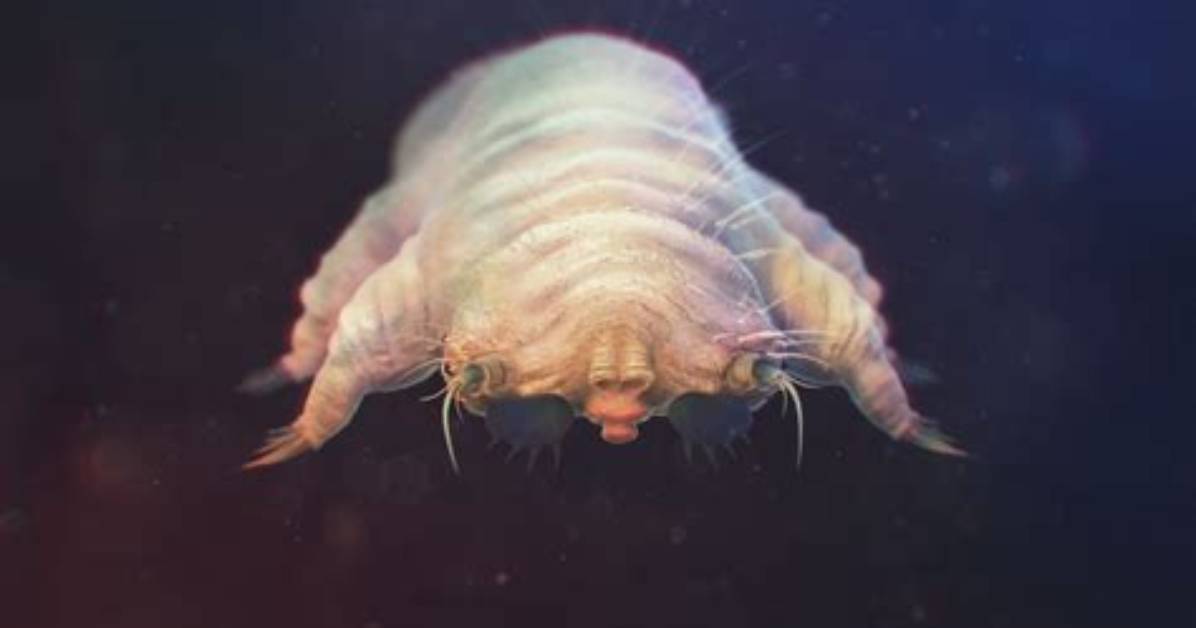 Will Demodex Go Away?
