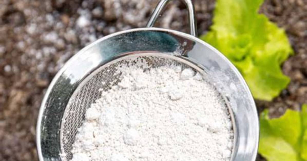 Will Diatomaceous Earth Kill Pollinators