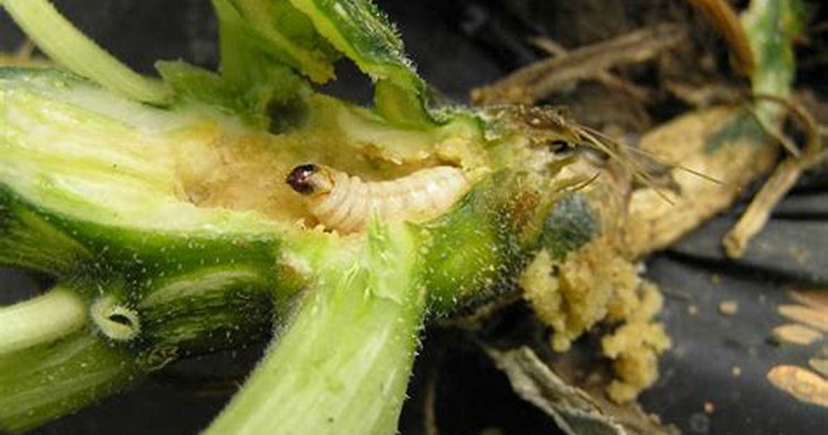 Will Diatomaceous Earth Kill Squash Vine Borers