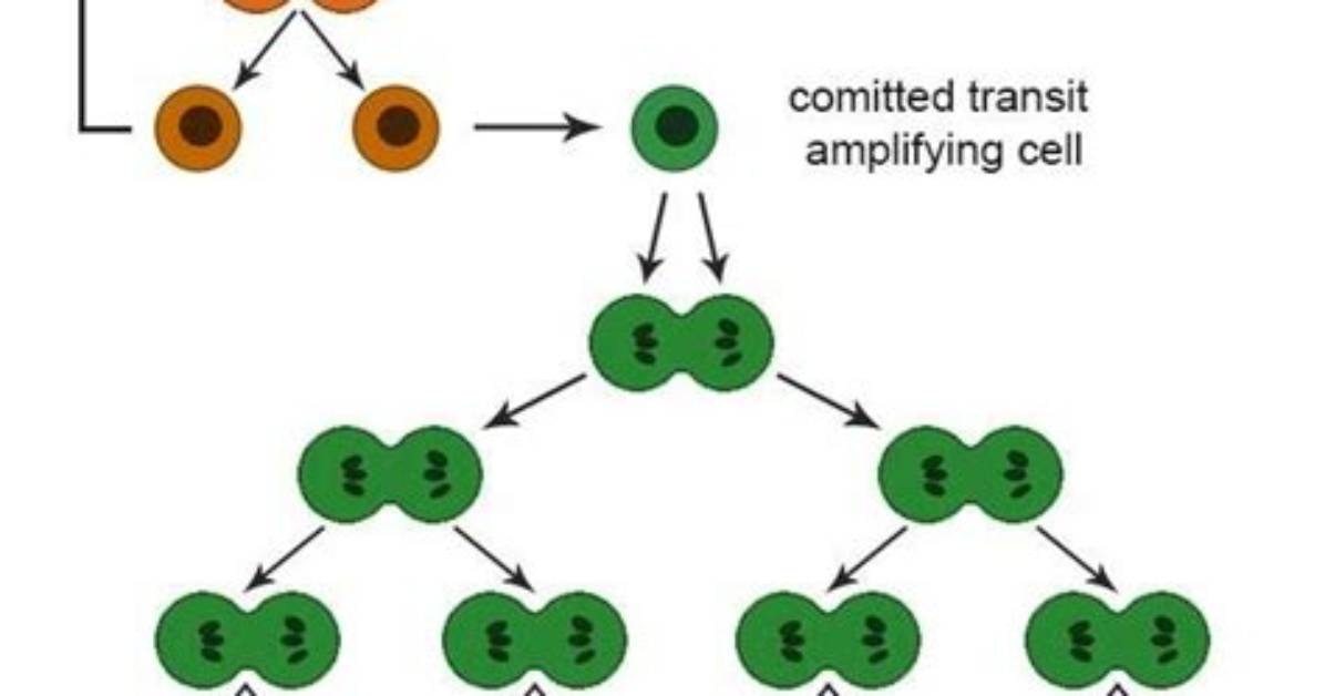 Will Differentiated Cells Divide?
