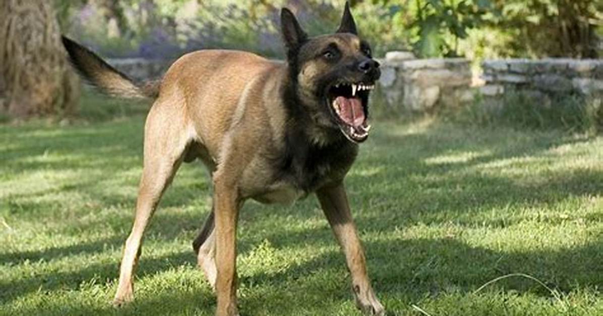Will Dogs Become Territorial?