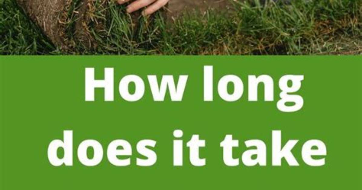 Will Dormant Sod Root?