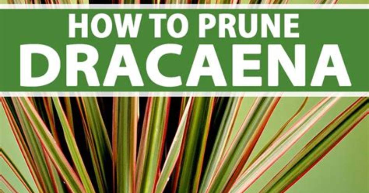Will Dracaena Grow Back?