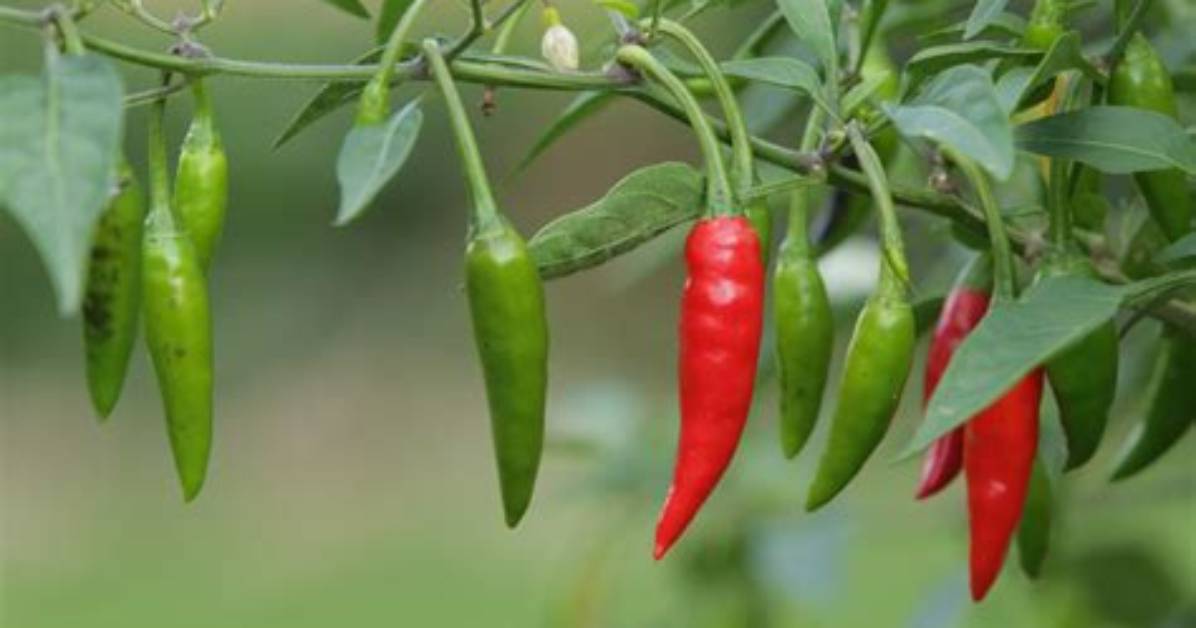 Will Dried Chilli Seeds Grow?