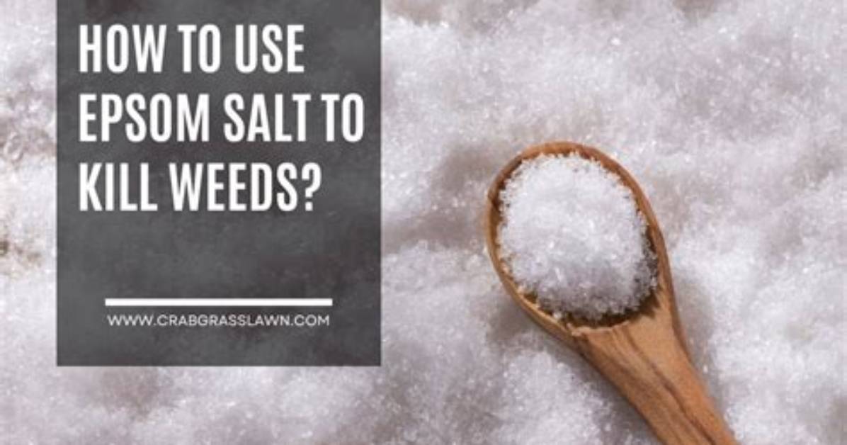 Will Epsom Salt Kill Dandelions