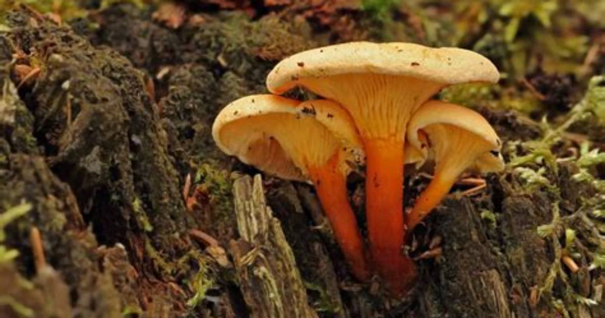Will False Chanterelles Make You Sick?