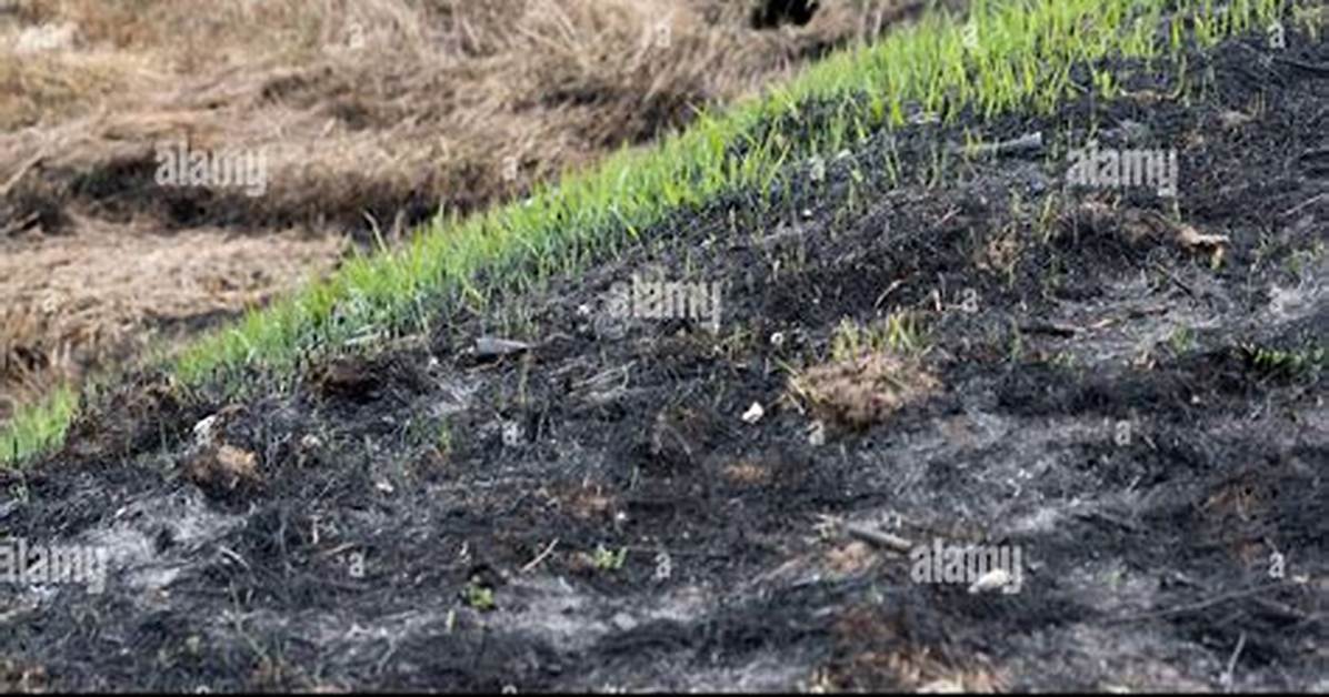 Will Fire Burnt Grass Grow Back?