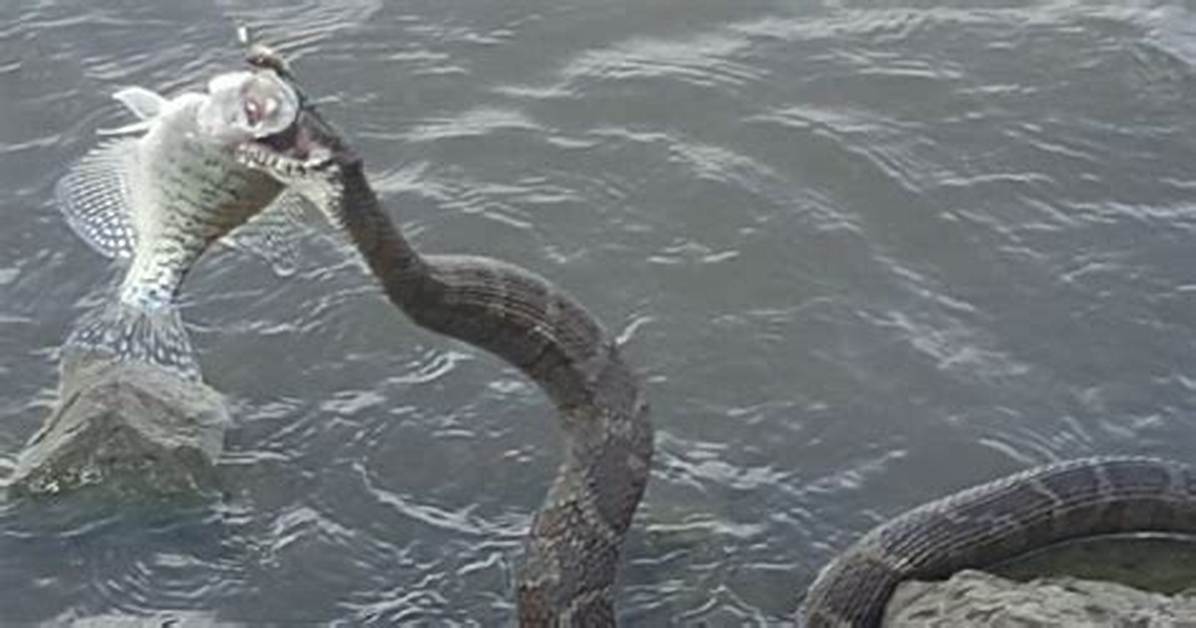 Will Fish Eat Snakes?