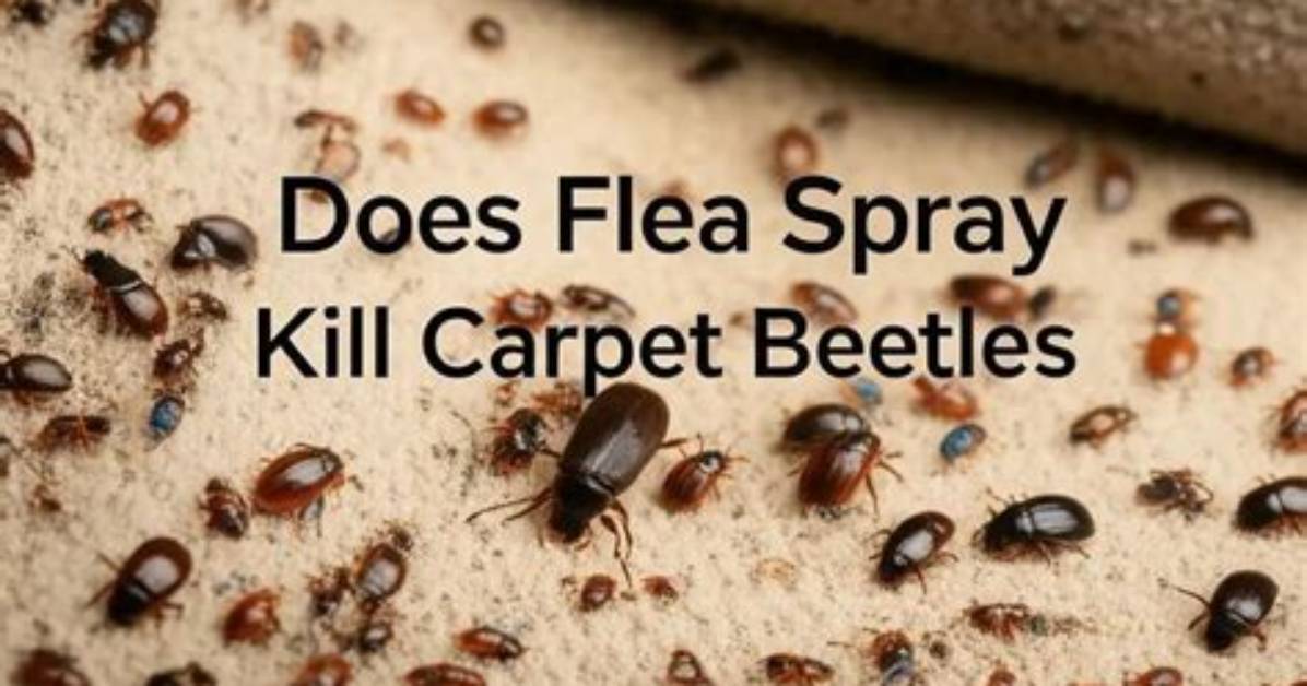 Will Flea Spray Kill Carpet Beetles?