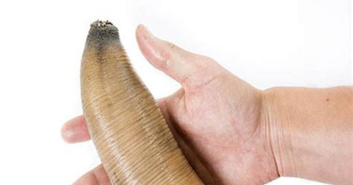 Will Foreskin Regeneration Be Possible?