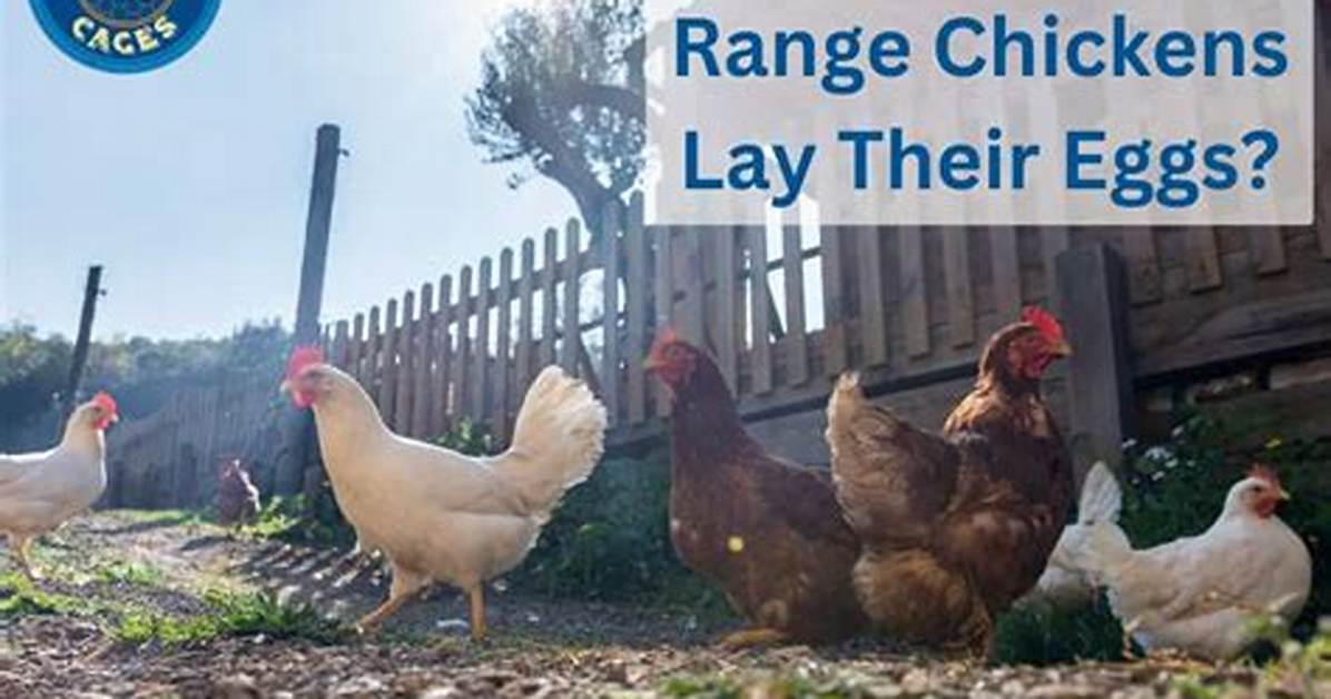 Will Free Range Chickens Lay Eggs in the Coop?