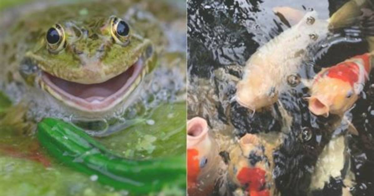 Will Frogs Eat Fish