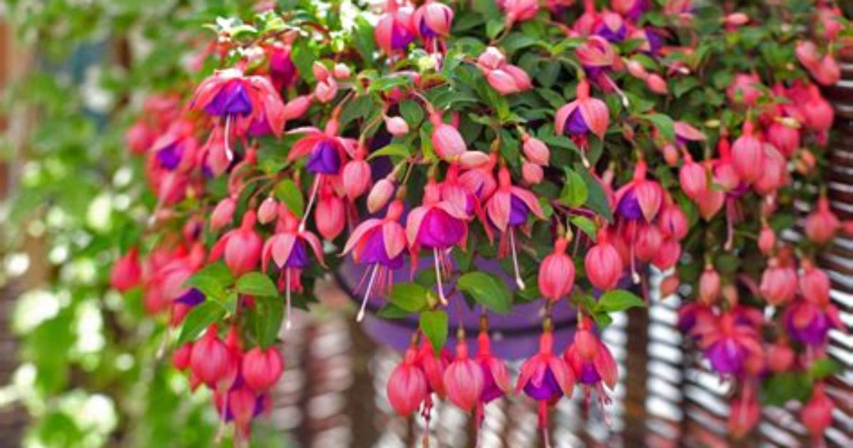 Will Fuchsia Grow Back?