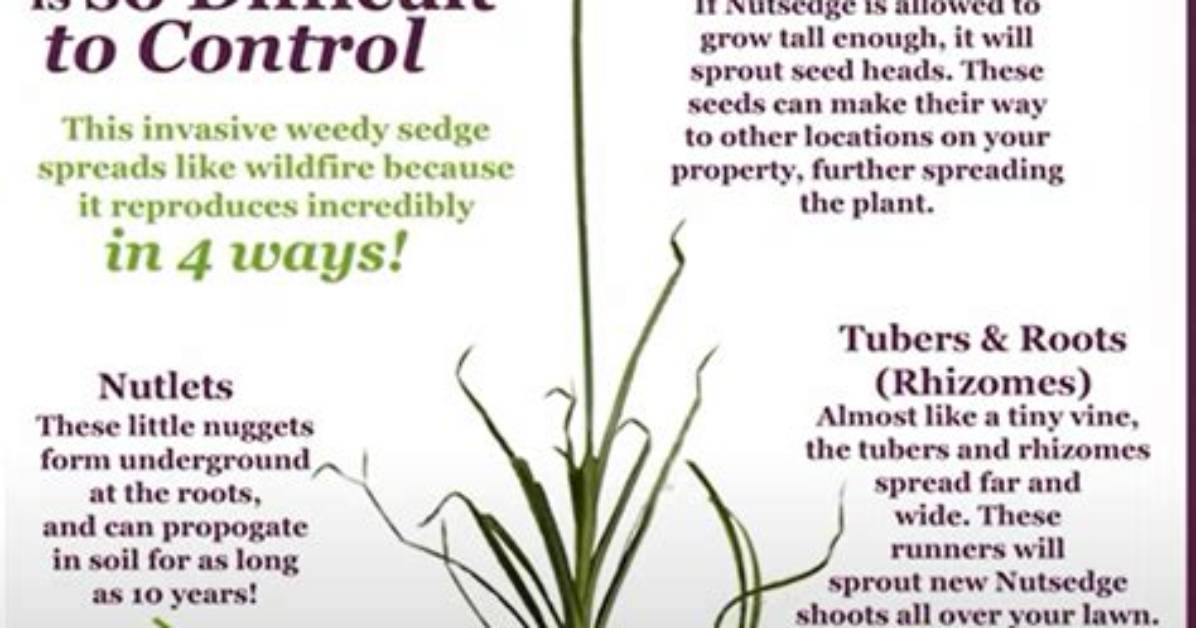 Will Glyphosate Kill Nutgrass?