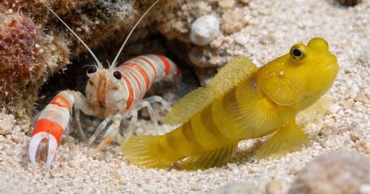 Will Goby Eat Shrimp?