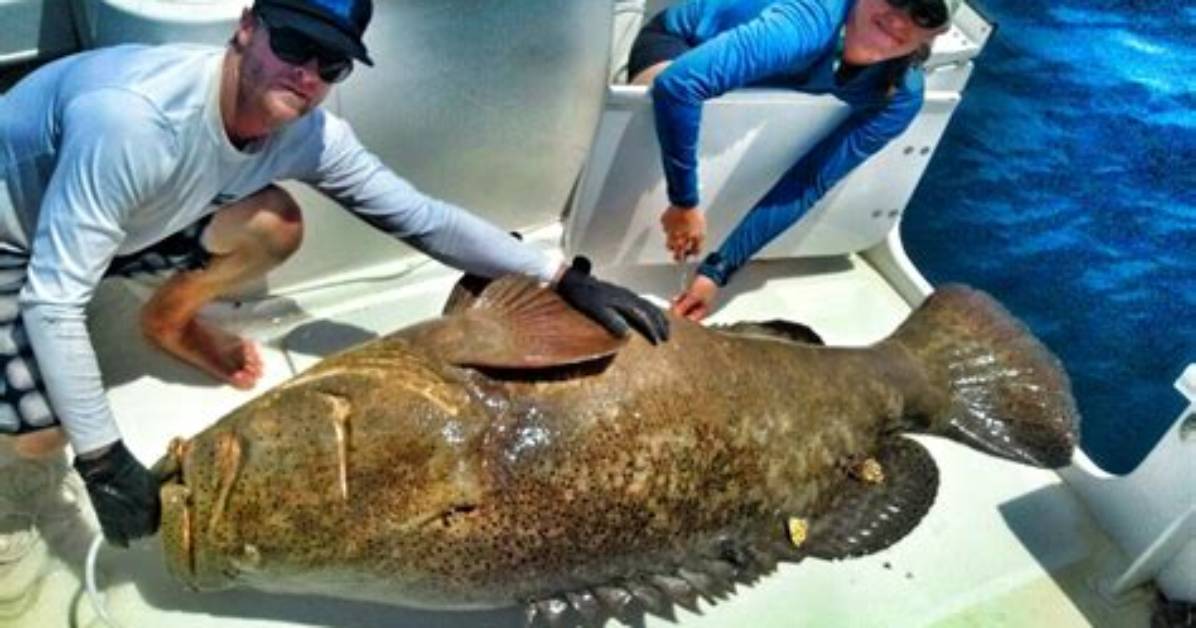 Will Goliath Grouper Attack Humans?