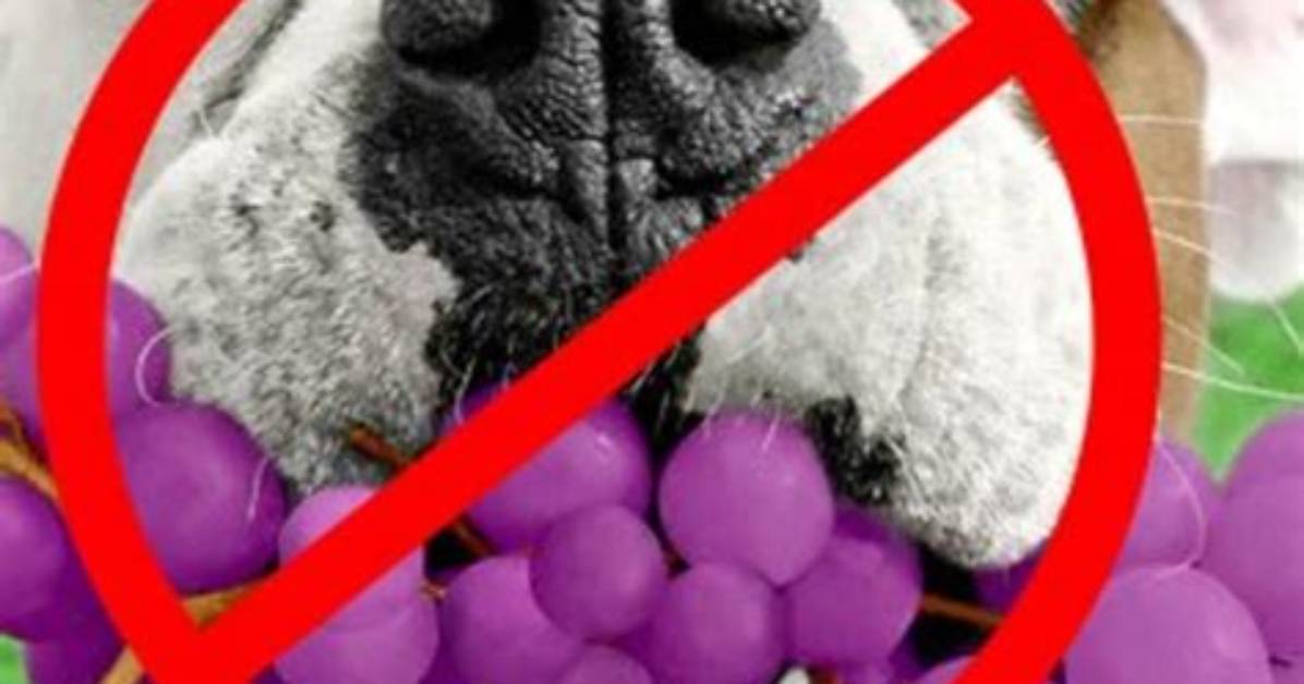 Will Grapes Kill My Dog?