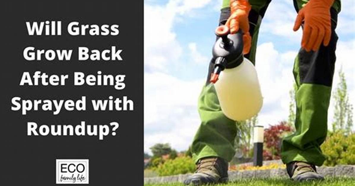 Will Grass Grow Back After Roundup?