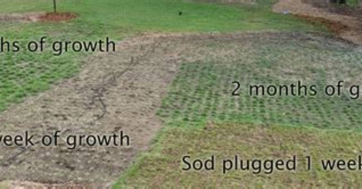 Will Grass Plugs Spread