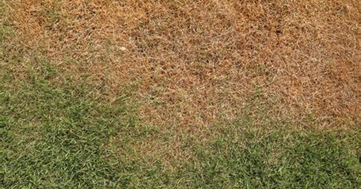 Will Grass Recover from Brown Patch