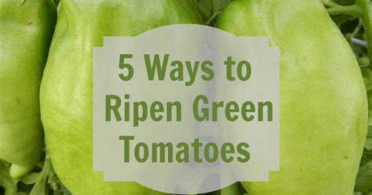 Will Green Tomatoes Ripen Inside