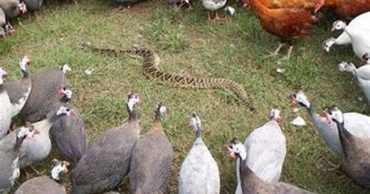 Will Guinea Hens Kill Each Other?