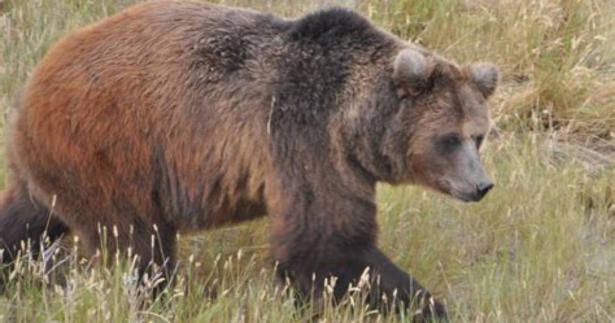 Will Gunshots Scare Bear?