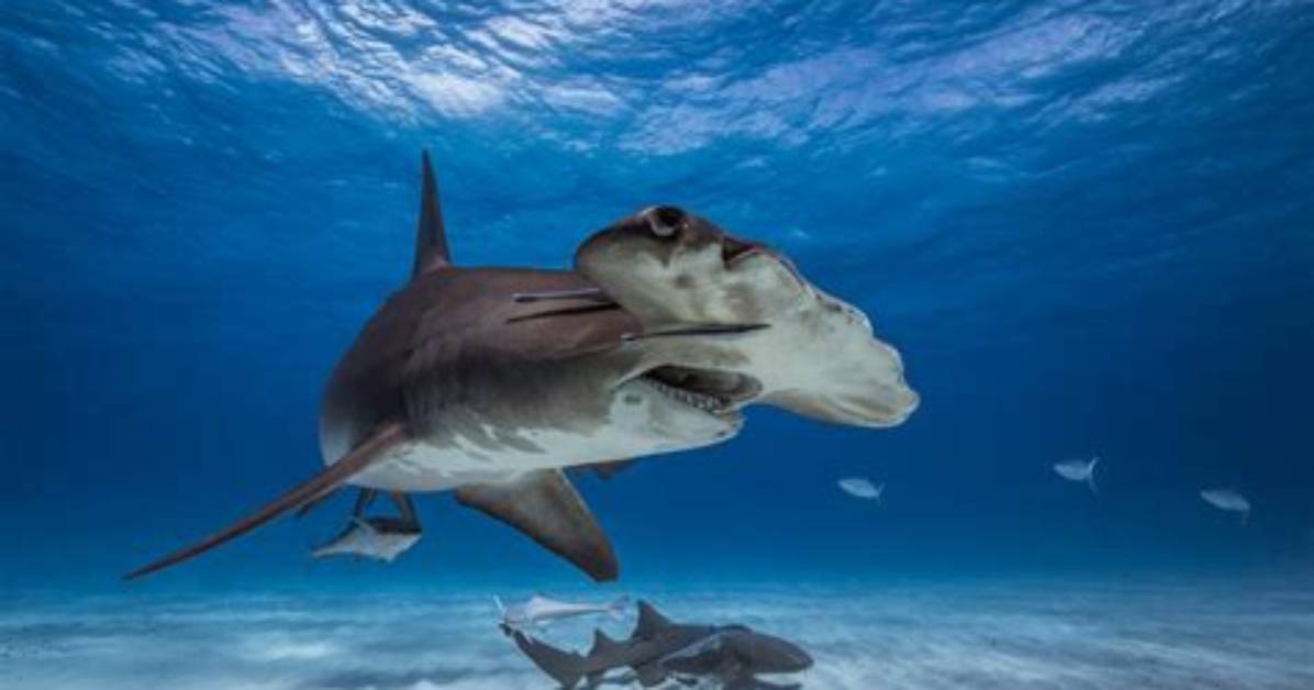 Will Hammerhead Sharks Attack Humans?