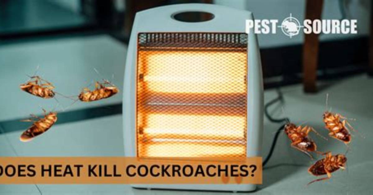 Will Heat Kill Roaches