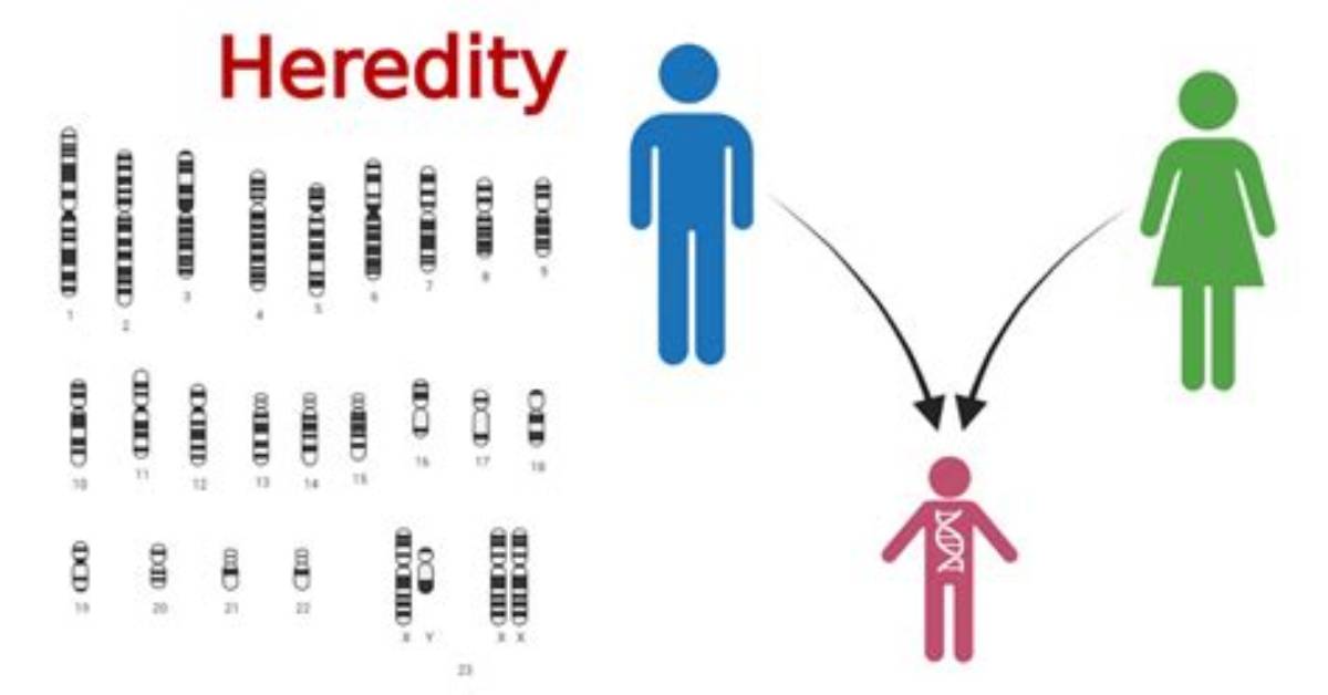 Will Heredity Affect Behavior?