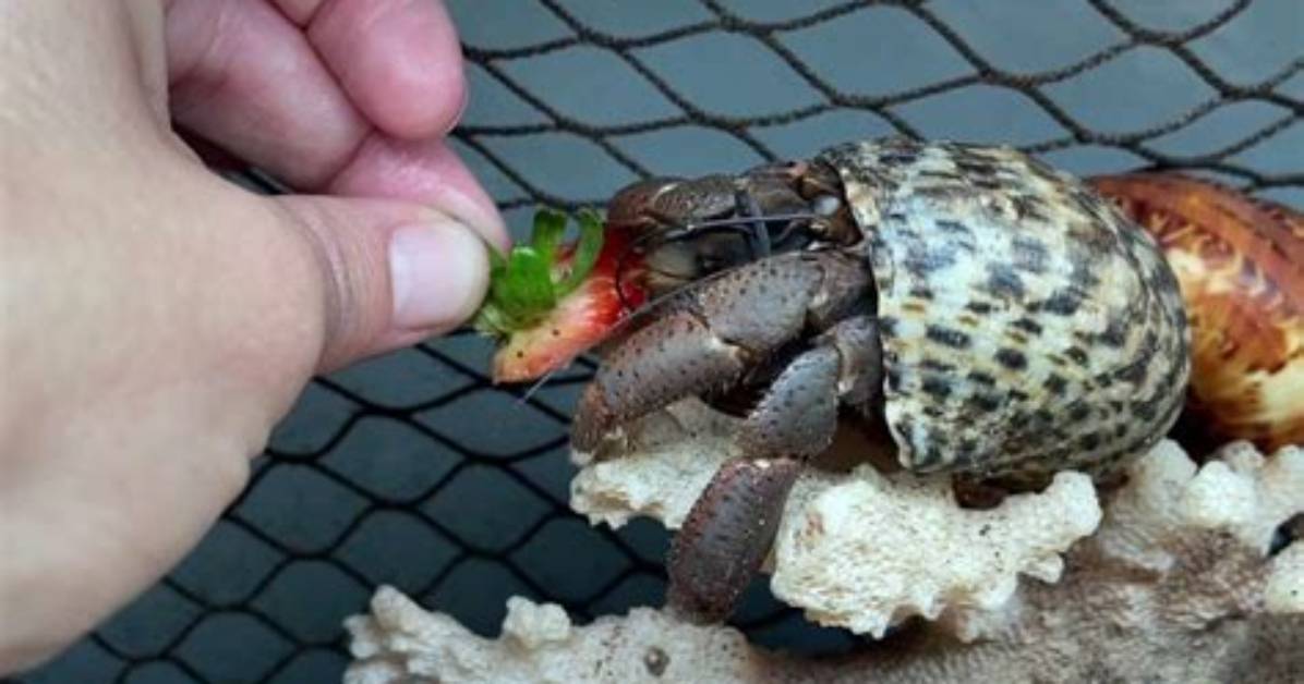 Will Hermit Crabs Eat Snails?