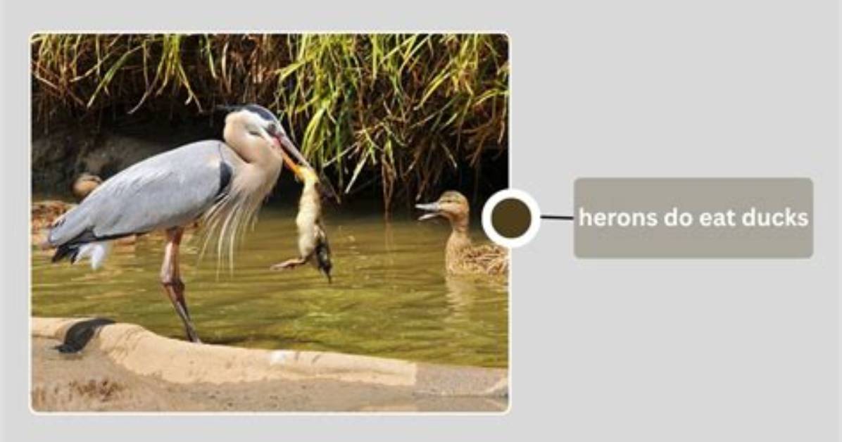 Will Herons Eat Snail?