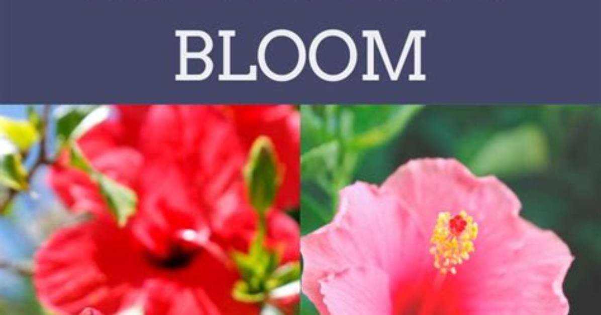Will Hibiscus Bloom Again