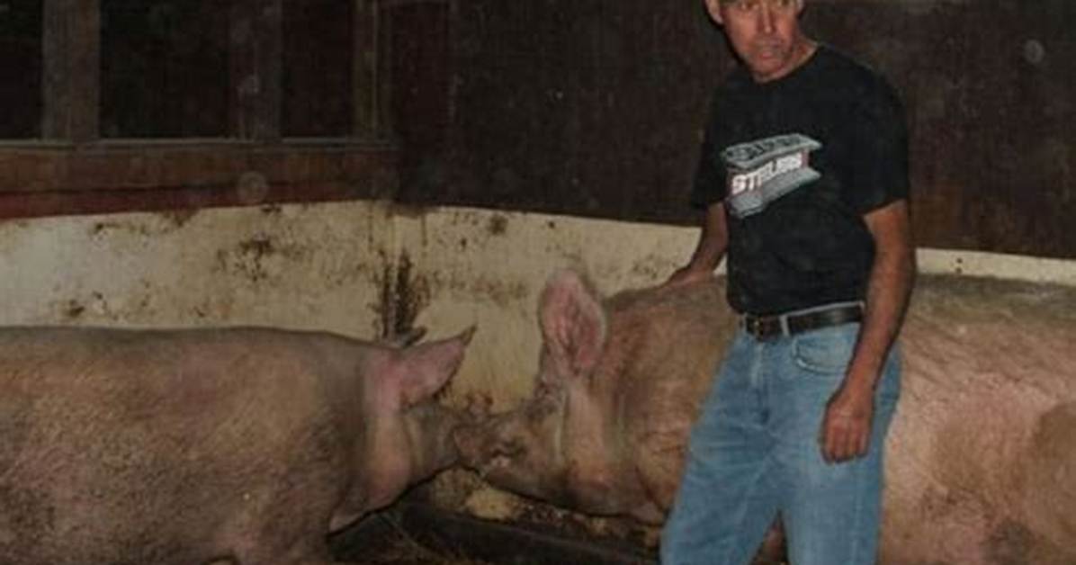 Will Hogs Eat a Human Body?
