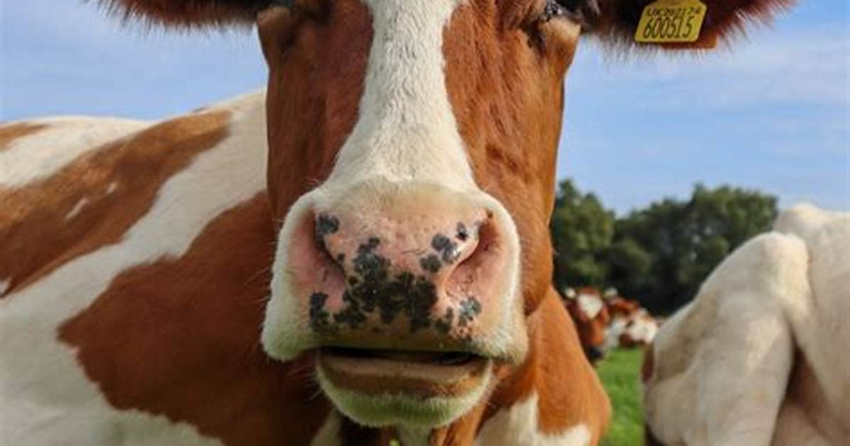 Will Holstein Cows Have Horns?