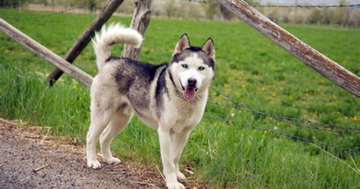 Will Huskies Come Back?