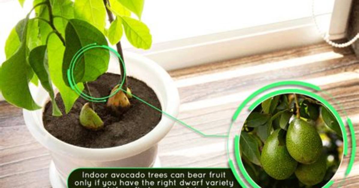 Will Indoor Avocado Tree Bear Fruit?