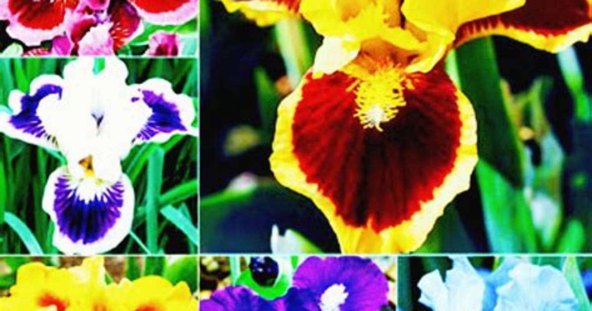Will Iris Bloom First Year After Transplanting