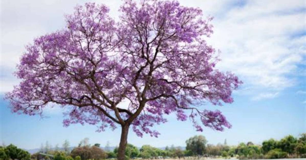 Will Jacaranda Trees Grow in Florida