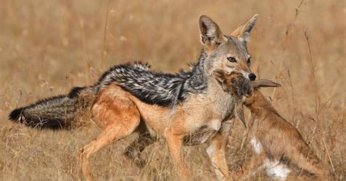 Will Jackals Eat Lions?